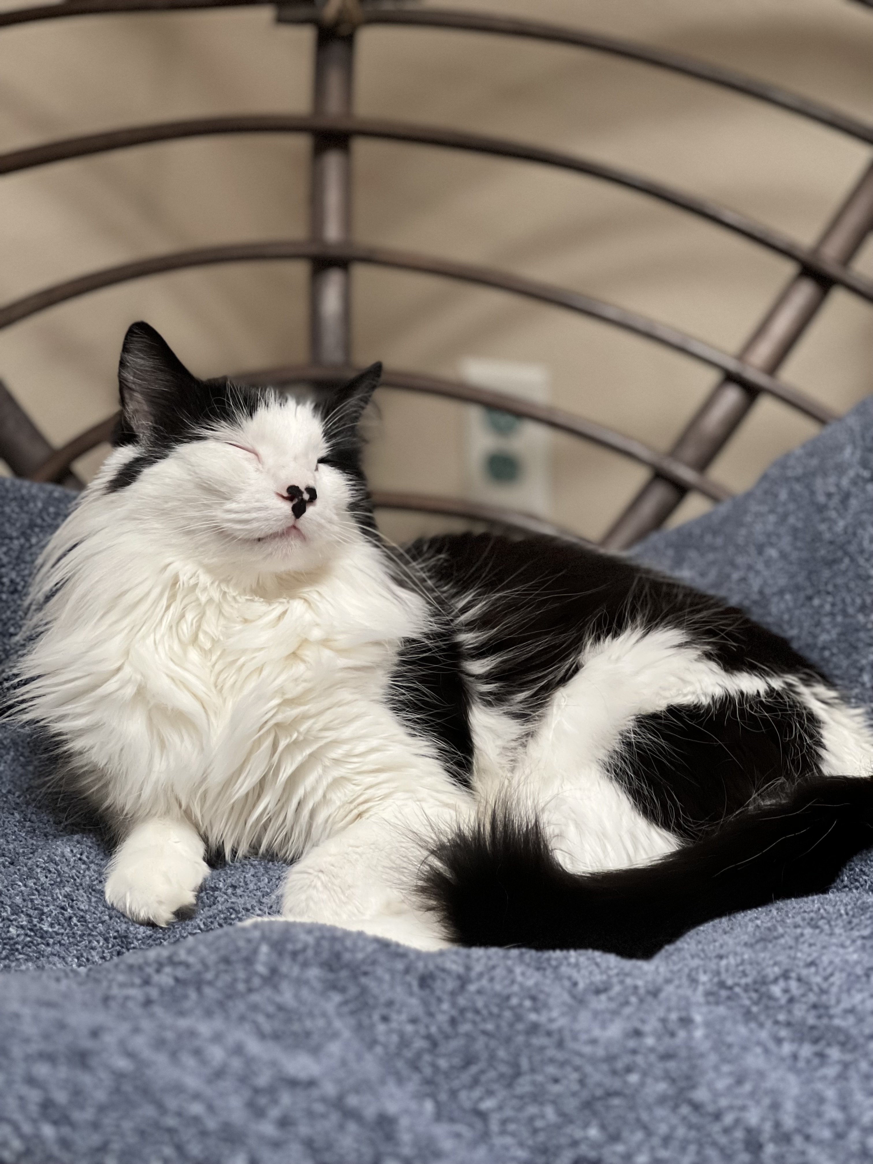 Photo of a white and black cat resting on a bundle of blankets